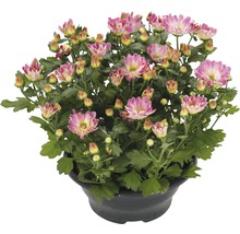 Chrysanthème FloraSelf Chrysanthemum indicum 'Pink Secret' pot Ø 23 cm-thumb-1