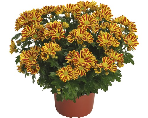 Chrysanthème FloraSelf Chrysanthemum indicum 'HoiHoi' pot Ø 12 cm