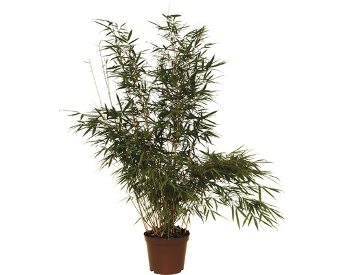 Bambou de jardin Campbell 80-100 cm