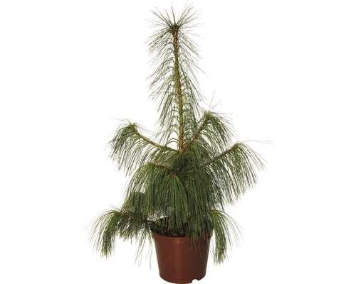 Schwerin-Kiefer FloraSelf Pinus schwerinii H 60-80 cm Co 7,5 L