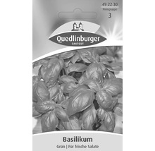 Basilikum 'Grün' Quedlinburger Kräutersamen