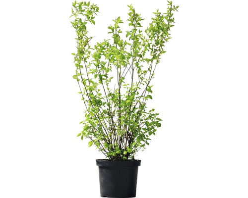 Spiraea en pot