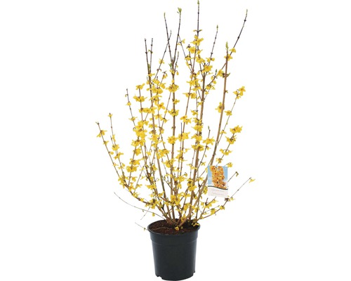 Forsythia FloraSelf Forsythia intermedia 'Ruée vers l'or' H 80-100 cm Co 10 L