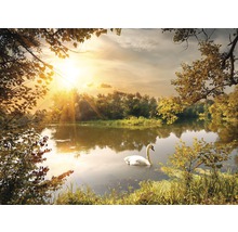 Cygne sur un lac au coucher du soleil, entouré d''arbres.