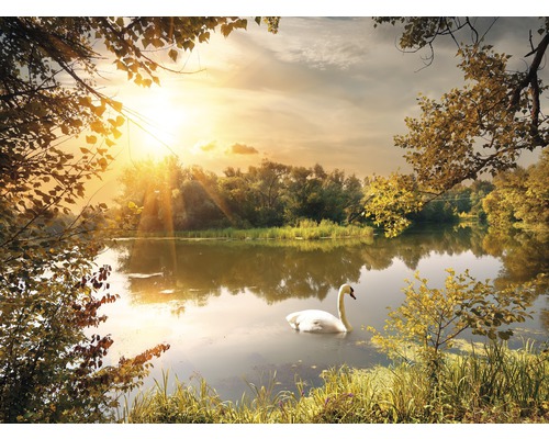 Papier peint panoramique intissé 181006 Swan on the Pond 7 pces 350 x 260 cm