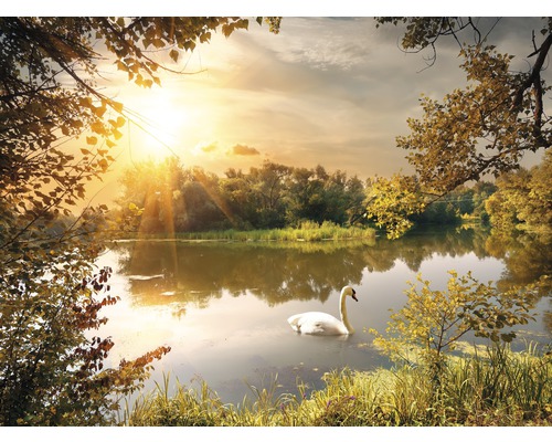 Fototapete Vlies 221006 Swan on the Pond 8-tlg. 500 x 280 cm