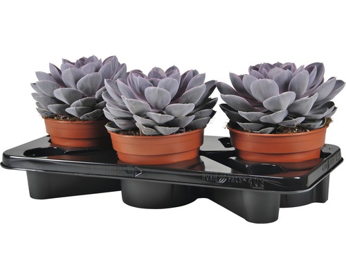 Trois Echeveria en pot en terre cuite sur un plateau noir.