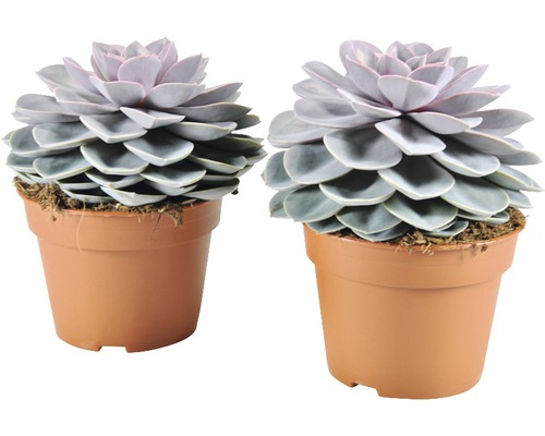 Echeverien FloraSelf Echeveria x Hybride 'Perle von Nürnberg' H 14-20 Ø 17 cm Topf Zwei Topfpflanzen mit Echeveria im braunen Kunststofftopf