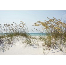 Paysage de dunes avec oyats et mer