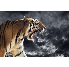 Fototapete Vlies 221027 Roaring Wild Tiger 10-tlg. 500 x 280 cm