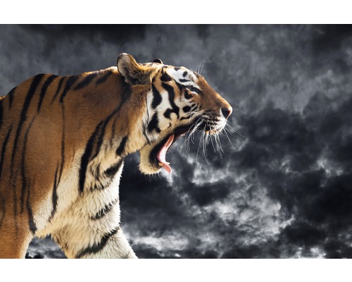 Papier peint panoramique intissé 181027 Roaring Wild Tiger 7 pces 350 x 260 cm Un tigre avec la gueule ouverte sur un fond sombre.