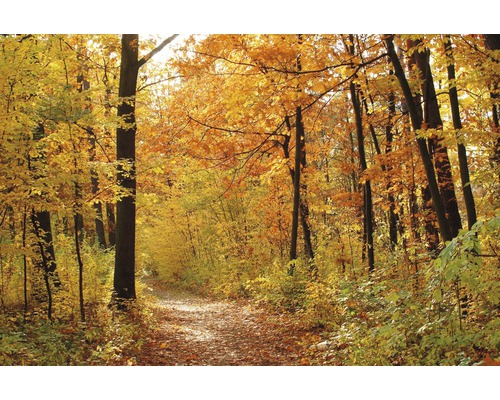 Papier peint panoramique intissé 18419 Autum Forest 7 pces 350 x 260 cm Chemin forestier automnal avec des feuilles et des arbres colorés