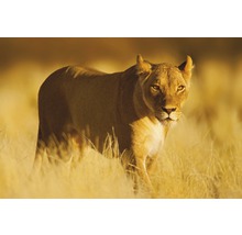 Fototapete Vlies 22423 Lion 10-tlg. 500 x 280 cm
