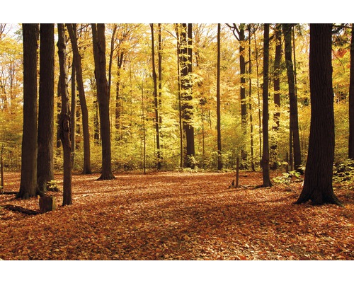 Papier peint panoramique intissé 18427 Autumn Forest vert orange 7 pces 350 x 260 cm Scène de forêt en automne avec sol couvert de feuilles et feuilles jaunes sur les arbres