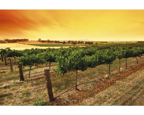 Papier peint panoramique intissé 18432 Sunrise Vineyard 7 pces 350 x 260 cm Champ de vignes avec système d''irrigation