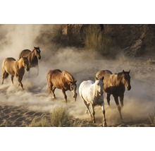 Papier peint panoramique intissé 18433 Wild Horses sand 7 pces 350 x 260 cm