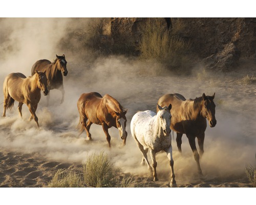 Papier peint panoramique intissé 21433 Wild Horses 8 pces 400 x 260 cm
