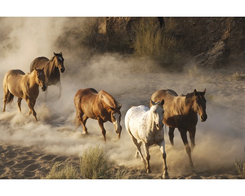 Papier peint panoramique intissé 18433 Wild Horses sand 7 pces 350 x 260 cm Un groupe de chevaux galope dans un terrain poussiéreux.