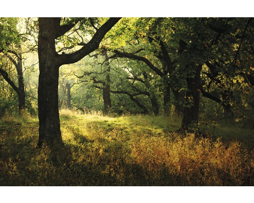 Papier peint panoramique intissé 18440 Morning Sunbeam 7 pces 350 x 260 cm Clairière avec arbres et herbe dans la forêt