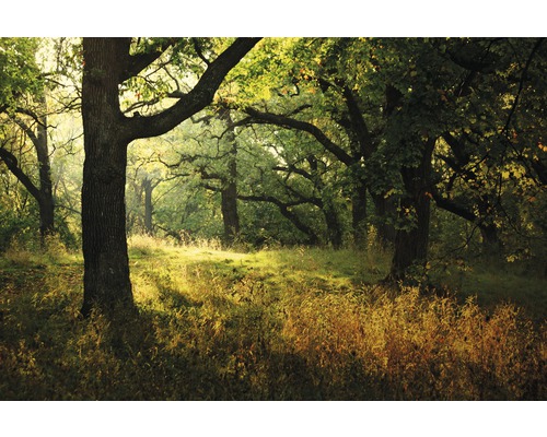 Papier peint panoramique intissé 21440 Morning Sunbeam 8 pces 400 x 260 cm-0