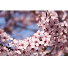 Nahaufnahme eines blühenden Zweigs mit rosa Blüten