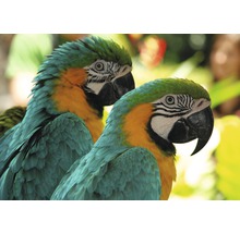 Papier peint panoramique intissé 18448 Macaw Love Birds 7 pces 350 x 260 cm-thumb-0
