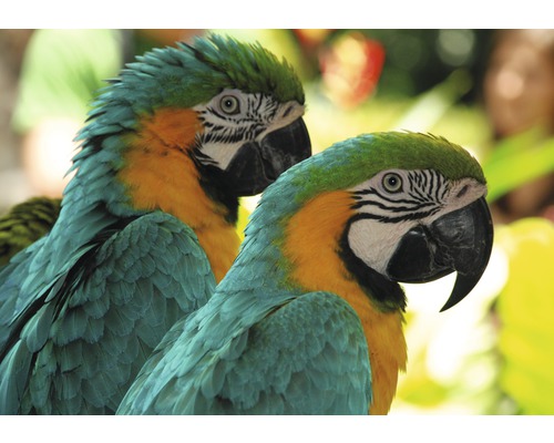 Papier peint panoramique intissé 18448 Macaw Love Birds 7 pces 350 x 260 cm-0