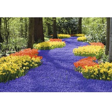 Blumenweg mit blauen Hyazinthen, Narzissen und Tulpen im Garten