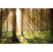 Forêt avec de grands arbres et des rayons de soleil
