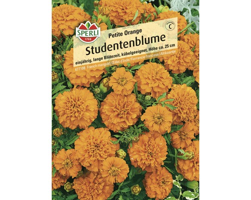 Studentenblume 'Petite' Sperli Blumensamen orange