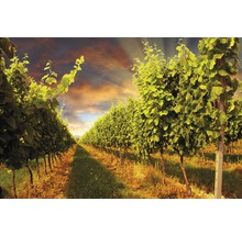 Weinberg mit Reben und Abendsonne