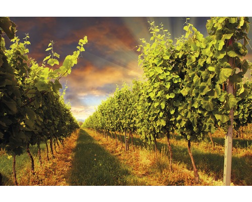 Papier peint panoramique intissé 18463 Sunset Vineyard 7 pces 350 x 260 cm