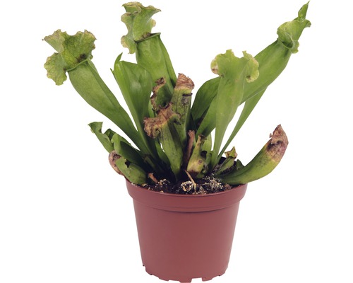 Plante carnivore en pot