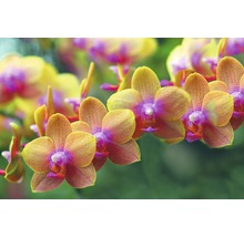 Nahaufnahme von Phalaenopsis Orchideenblüten