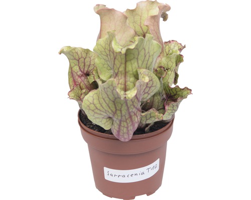 Sarracenia, plante carnivore en pot