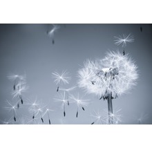 Fototapete Vlies 21475 Dandelion in the Wind grau 8-tlg. 400 x 260 cm-thumb-0