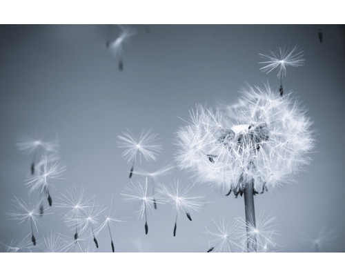 Papier peint panoramique intissé 18475 Dandelion in the Wind gris 7 pces 350 x 260 cm