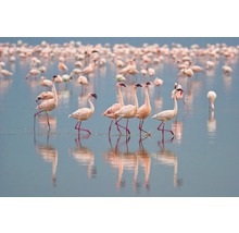 Papier peint panoramique intissé 22476 Flamingos 10 pces 500 x 280 cm