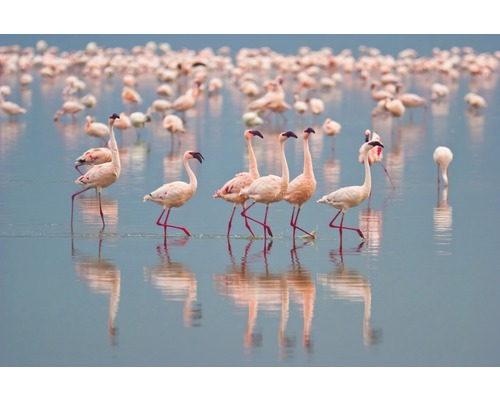 Fototapete Vlies 18476 Flamingos 7-tlg. 350 x 260 cm
