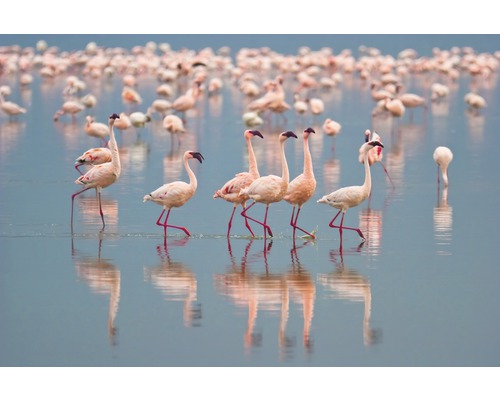 Papier peint panoramique intissé 18476 Flamingos 7 pces 350 x 260 cm Un groupe de flamants roses se tient dans l''eau