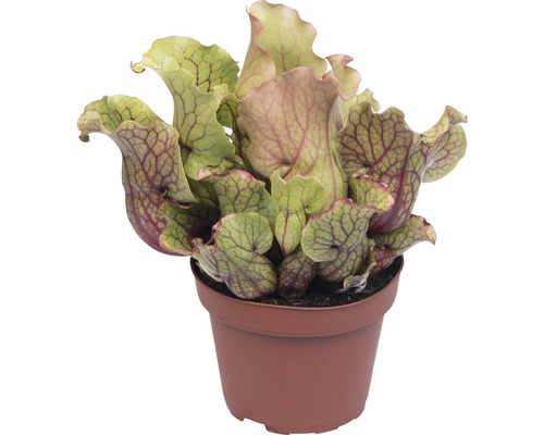 Mélange de plantes carnivores FloraSelf Sarracenia Premium Mix h 17-25 cm pot Ø 12 cm sélection aléatoire de variétés