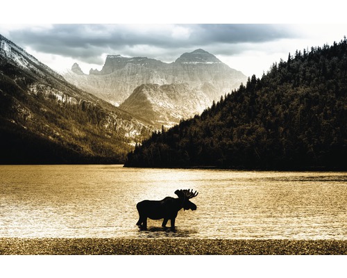 Papier peint panoramique intissé 18484 Moose in Waterton Lake 7 pces 350 x 260 cm