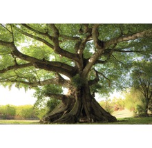 Großer Baum mit weitläufigen Ästen und grünen Blättern in einer Gartenlandschaft.