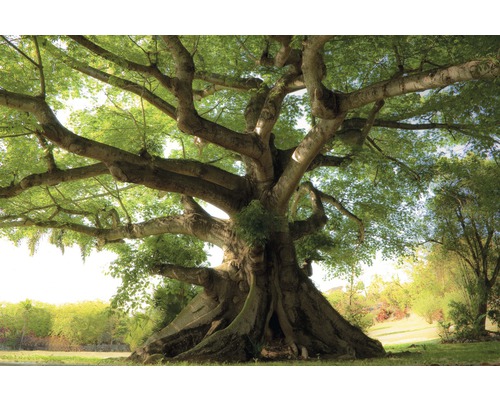 Papier peint panoramique intissé 18499 Peaceful Tree 7 pces 350 x 260 cm Grand arbre avec des branches étendues et des feuilles vertes dans un paysage de jardin.