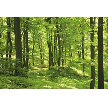 Laubwald mit Bäumen und viel Grün