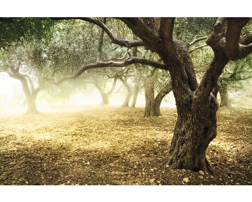 Papier peint panoramique intissé 18503 Old Olive Trees 7 pces 350 x 260 cm