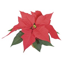 Weihnachtsstern Pflanze mit roten und grünen Blättern