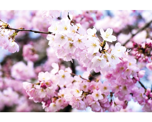 Papier peint panoramique intissé 18508 Cherry Blossoms 7 pces 350 x 260 cm