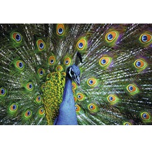 Fototapete Vlies 18509 Peacock 7-tlg. 350 x 260 cm
