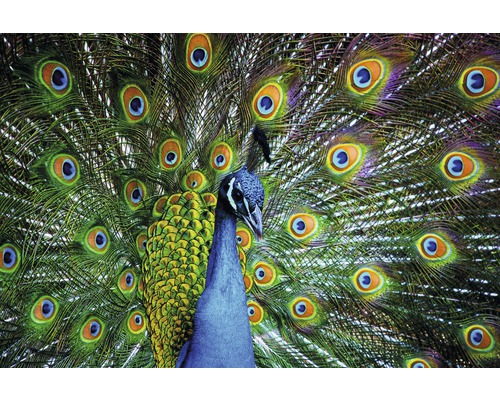 Papier peint panoramique intissé 22509 Peacock 10 pces 500 x 280 cm